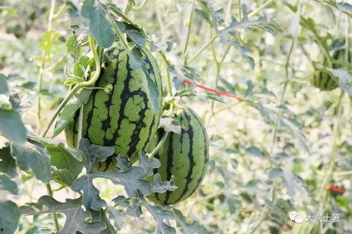 怀仁最近网红大瓜